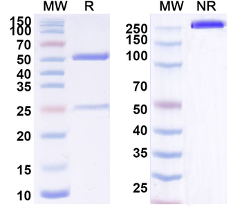 CD340/ERBB2/HER2/NEU Human Monoclonal Antibody