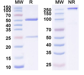 CD340/ERBB2/HER2/NEU Human Monoclonal Antibody