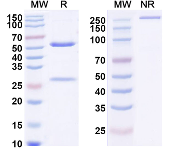 CD340/ERBB2/HER2/NEU Human Monoclonal Antibody