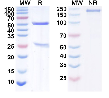 CD340/ERBB2/HER2/NEU Human Monoclonal Antibody