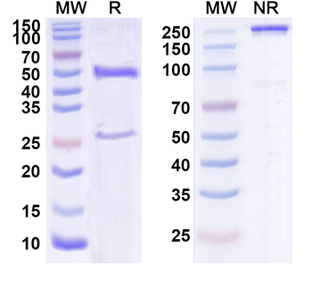 CD340/ERBB2/HER2/NEU Human Monoclonal Antibody