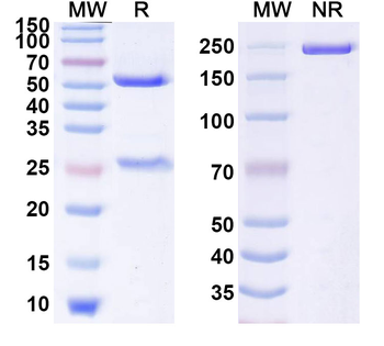 CD357/TNFRSF18/GITR Human Monoclonal Antibody