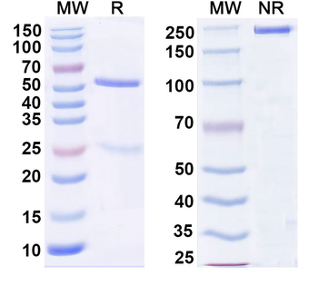 CD357/TNFRSF18/GITR Human Monoclonal Antibody