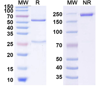 CD357/TNFRSF18/GITR Human Monoclonal Antibody