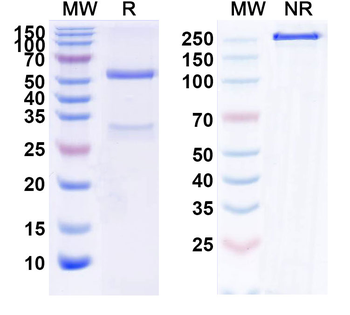 BTN3A1 Human Monoclonal Antibody