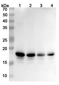 SNCA Human Monoclonal Antibody