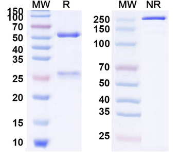 CD85j/LILRB1/ILT2 Mouse Monoclonal Antibody