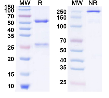 CD152/CTLA4 Human Monoclonal Antibody