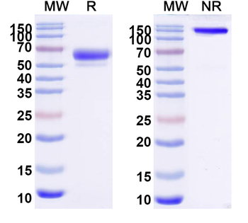 Sotatercept Monoclonal Antibody