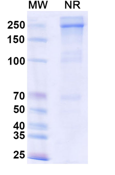 Eftilagimod Alfa Monoclonal Antibody