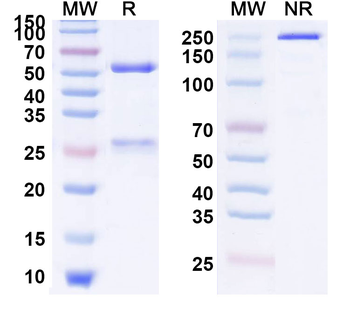 CD19 Human Monoclonal Antibody