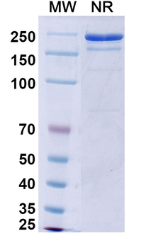 Bezlotoxumab Human Monoclonal Antibody