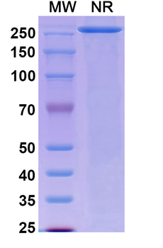 Actoxumab Human Monoclonal Antibody