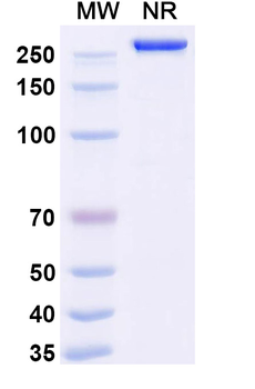 Human EpCAM/TROP1 Reference Antibody (Adecatumumab, RUO)
