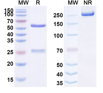 Dalotuzumab Human Monoclonal Antibody