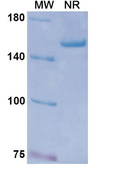 Favezelimab Human Monoclonal Antibody