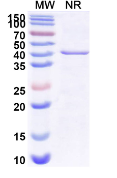 Zifibancimig Human Monoclonal Antibody