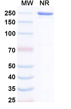 Zeripatamig Human Monoclonal Antibody