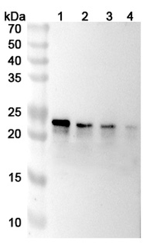 Human TL1A/TNFSF15 Reference Antibody (Tulisokibart, RUO)