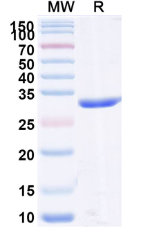 Tarperprumig Monoclonal Antibody