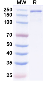 Nisevokitug Human Monoclonal Antibody
