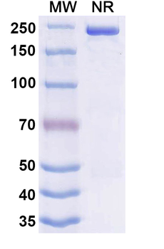 Danvilostomig Human Monoclonal Antibody