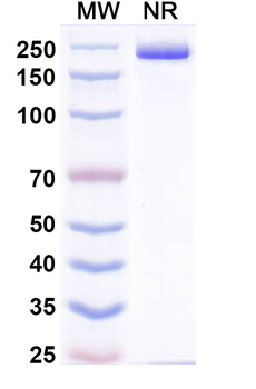 Pradusinstobart Human Monoclonal Antibody