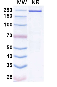 Lipustobart Human Monoclonal Antibody