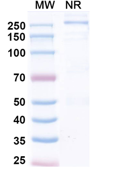 Fepixnebart Human Monoclonal Antibody