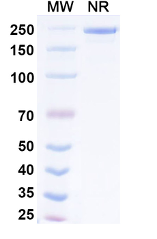 Exlinkibart Human Monoclonal Antibody
