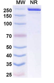 Evunzekibart Human Monoclonal Antibody