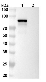 Delpacibart Human Monoclonal Antibody