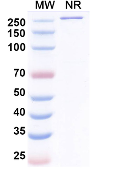 Danburstotug Human Monoclonal Antibody