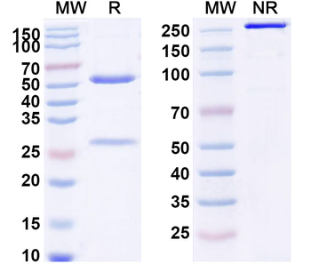 Casdozokitug Human Monoclonal Antibody