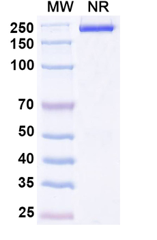 Tirnovetmab Canine Monoclonal Antibody