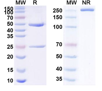 Tamtuvetmab Canine Monoclonal Antibody