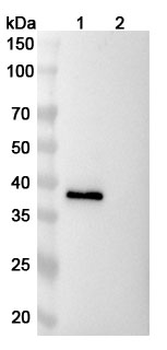 Ranevetmab Canine Monoclonal Antibody