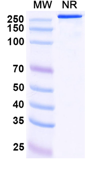 Bedinvetmab Canine Monoclonal Antibody