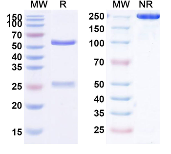 CD30/TNFRSF8 Human Monoclonal Antibody