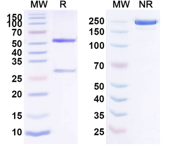 F11 Human Monoclonal Antibody