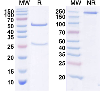 ESR2/ER-beta Human Monoclonal Antibody