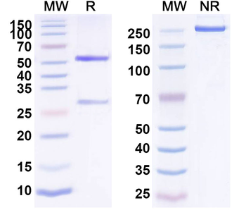 CD326/EPCAM Human Monoclonal Antibody