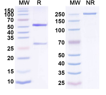 CD326/EPCAM Human Monoclonal Antibody