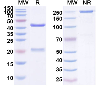 ENO1/Alpha-enolase Human Monoclonal Antibody