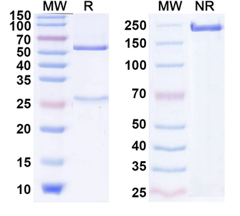 CD152/CTLA4 Human Monoclonal Antibody