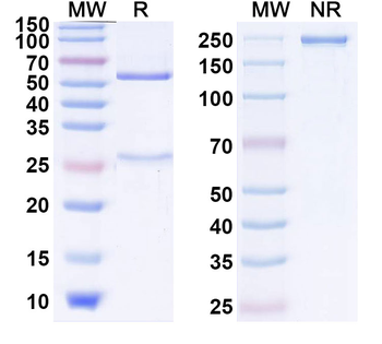 CD152/CTLA4 Human Monoclonal Antibody