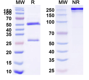 CD152/CTLA4 Human Monoclonal Antibody
