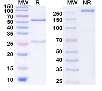 CD152/CTLA4 Human Monoclonal Antibody