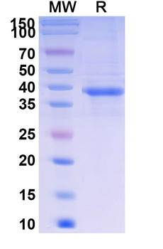 Telitacicept Monoclonal Antibody
