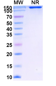 Ipafricept Monoclonal Antibody